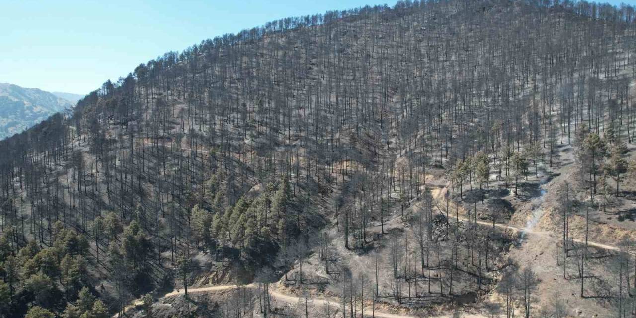 Denizli’de Orman Yangını 22 Saatin Ardından Kontrol Altına Alındı