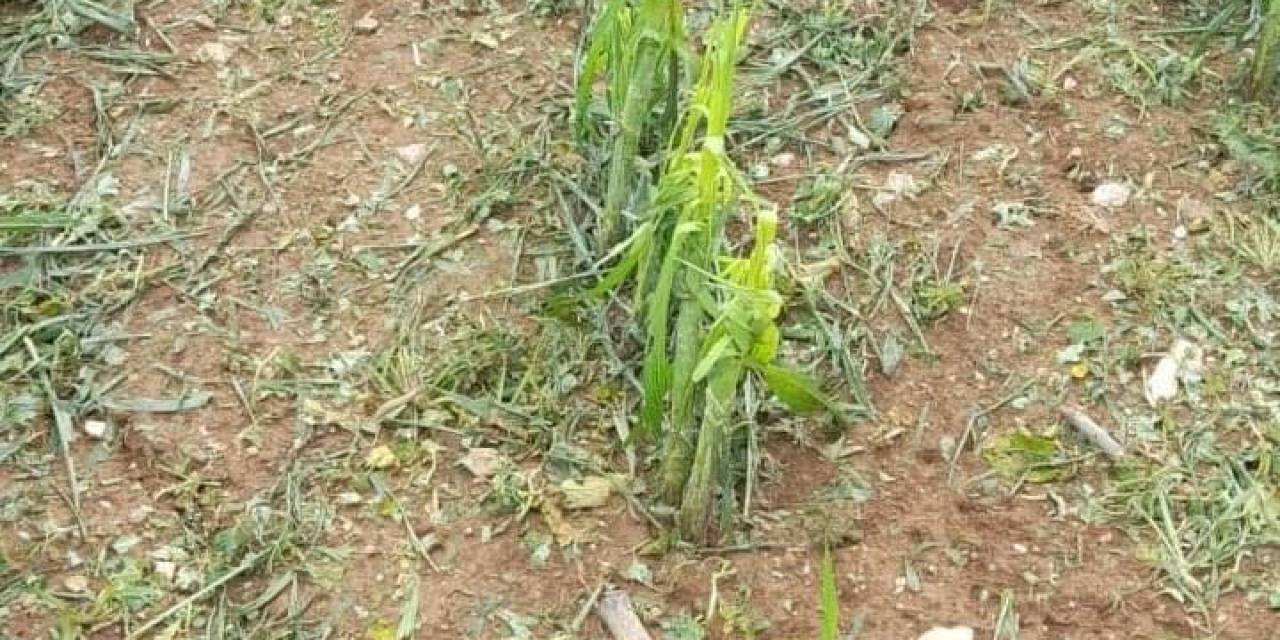 Kastamonu’da Dolu Yağışı Çit Köyünde Sarımsak Tarlalarına Zarar Verdi