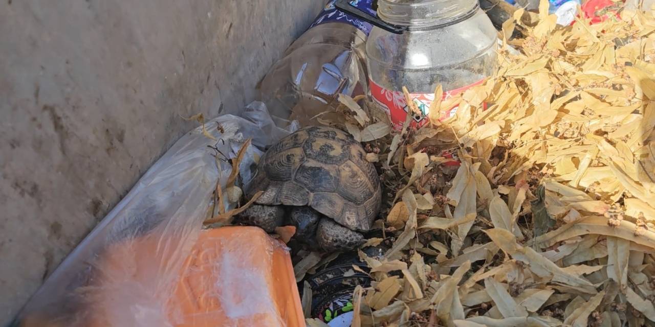 Çöp Konteynırına Atılan Kaplumbağaları Temizlik Görevlisi Kurtardı