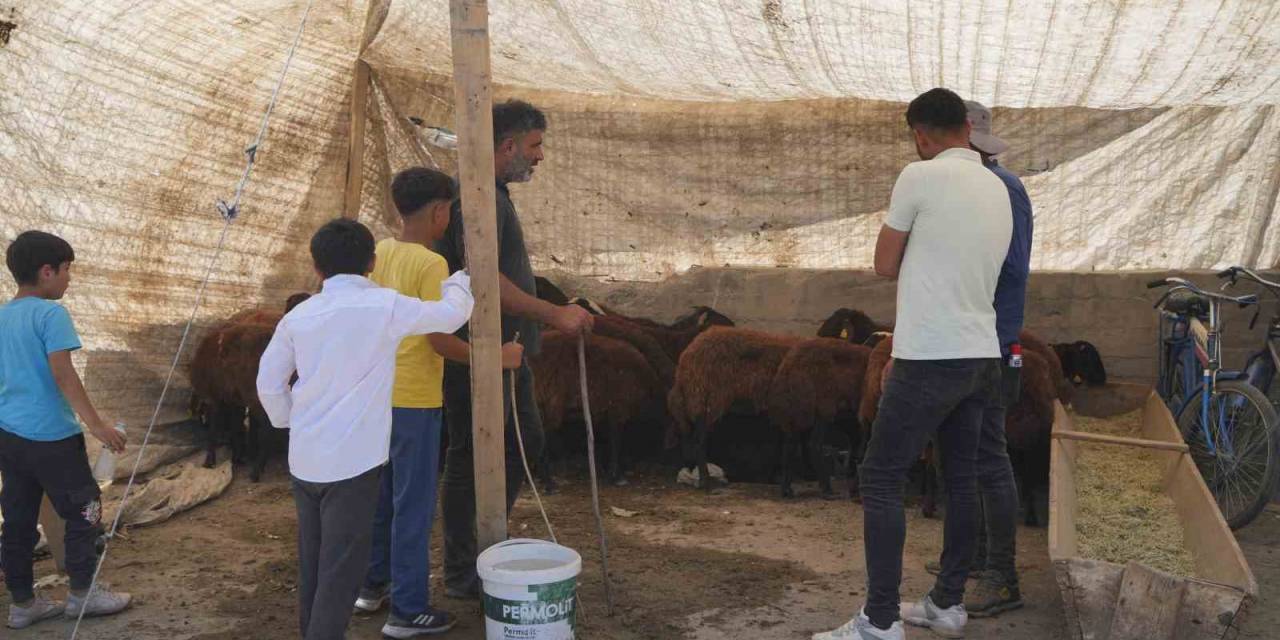 Hayvan Pazarı Çarşıya Taşındı: Sıkı Pazarlıklar Başladı