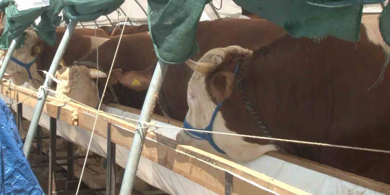 Kurban Pazarlarında Arefe Günü Yoğunluğu Yaşandı