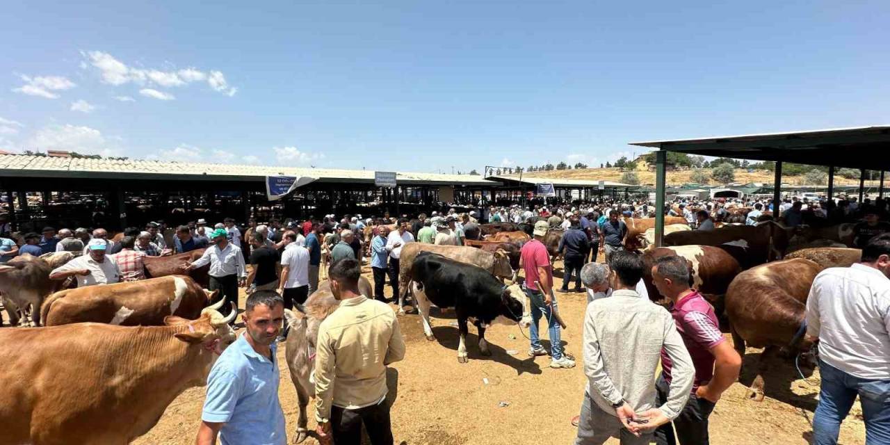 Kurban Bayramı Öncesi Canlı Hayvan Pazarında Yoğunluk Yaşanıyor