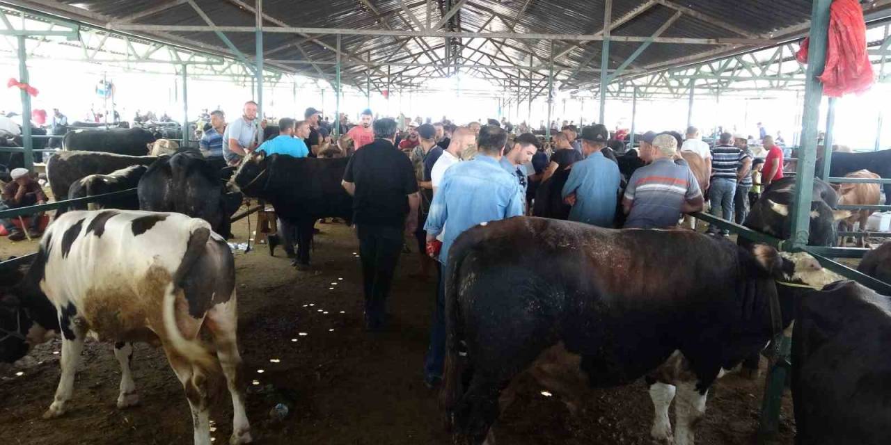 1 Ton Ağırlığındaki Dana 200 Bin Tl’ye Satıldı