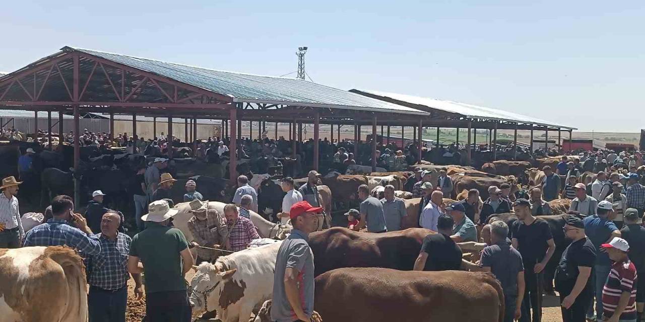 Kırşehir’de Arife Günü Kurban Pazarında Sıkı Pazarlık