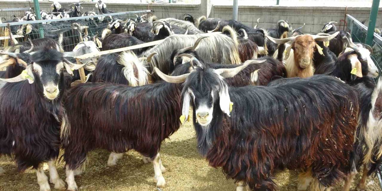 Bingöl’de Kurban Pazarındaki Durgunluk Dikkat Çekti