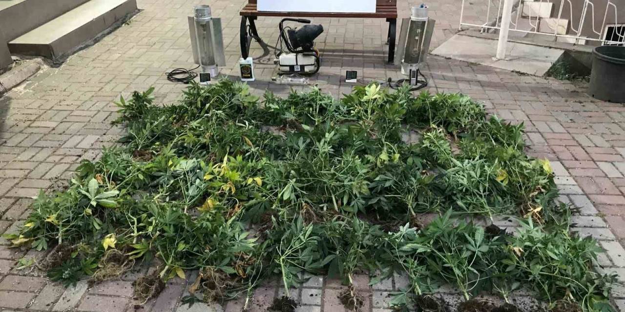 Bandırma’da Kenevir Üreten Şüpheliler Yakalandı