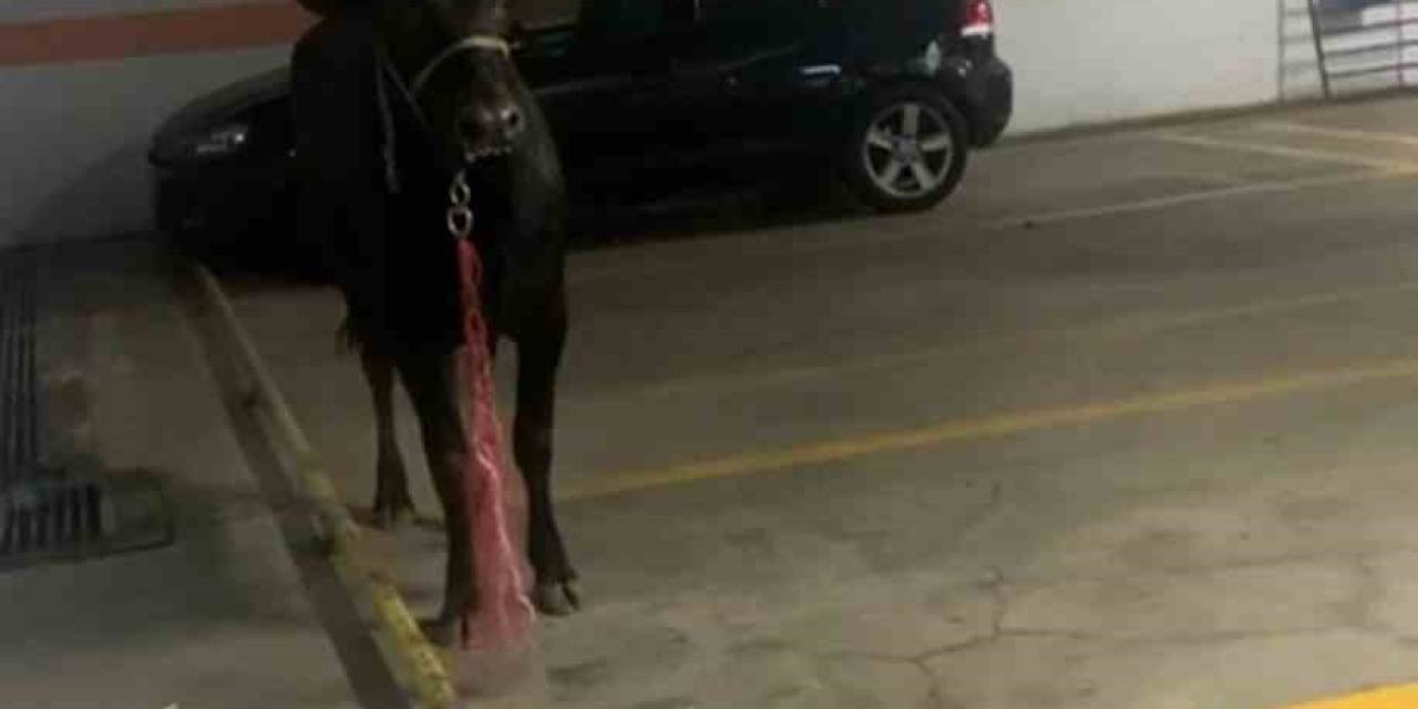 Kağıthane’de Kurbanlık Boğa Otoparka Girdi: Ekiplerle Köşe Kapmaca Oynadı