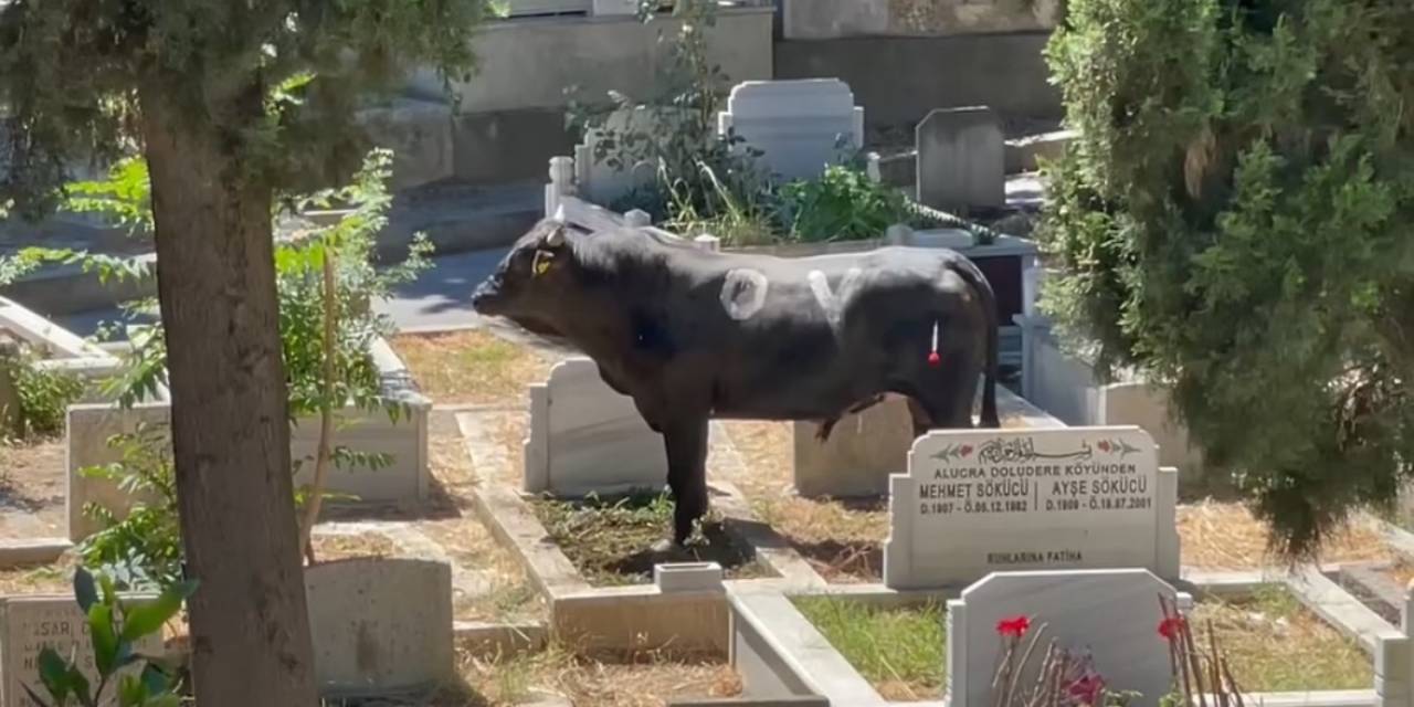 Beyoğlu’nda Kızgın Boğa Mezarlığa Daldı: İki Kişiyi Yaraladı, Kabir Ziyaretine Gelenler Çıkartıldı