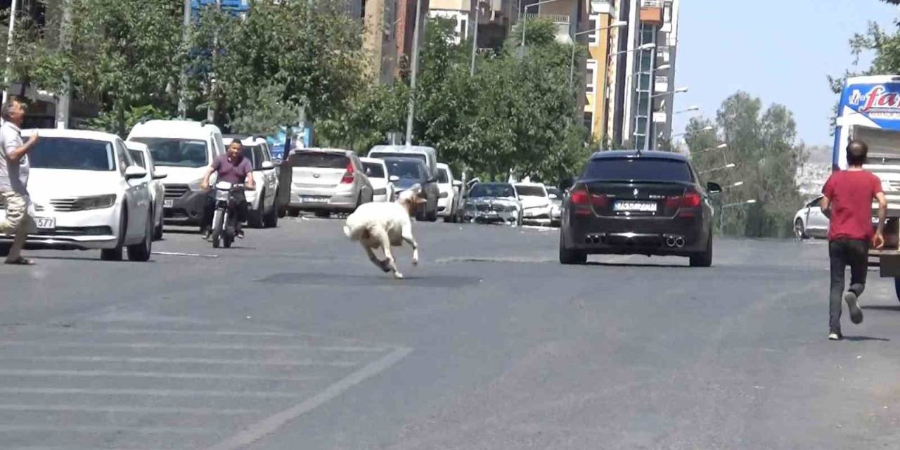 Şanlıurfa’da Kaçan Kurbanlık Koç Zor Anlar Yaşattı