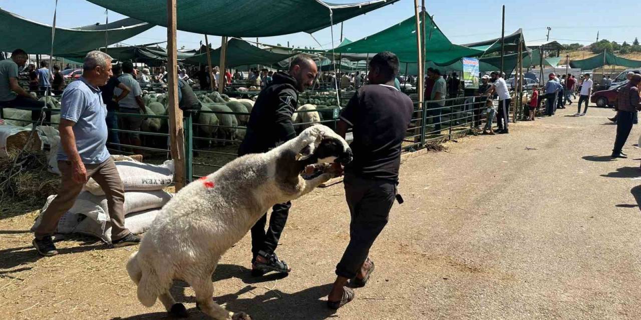 Bayramın İlk Gününde Kurban Pazarında Hareketlilik