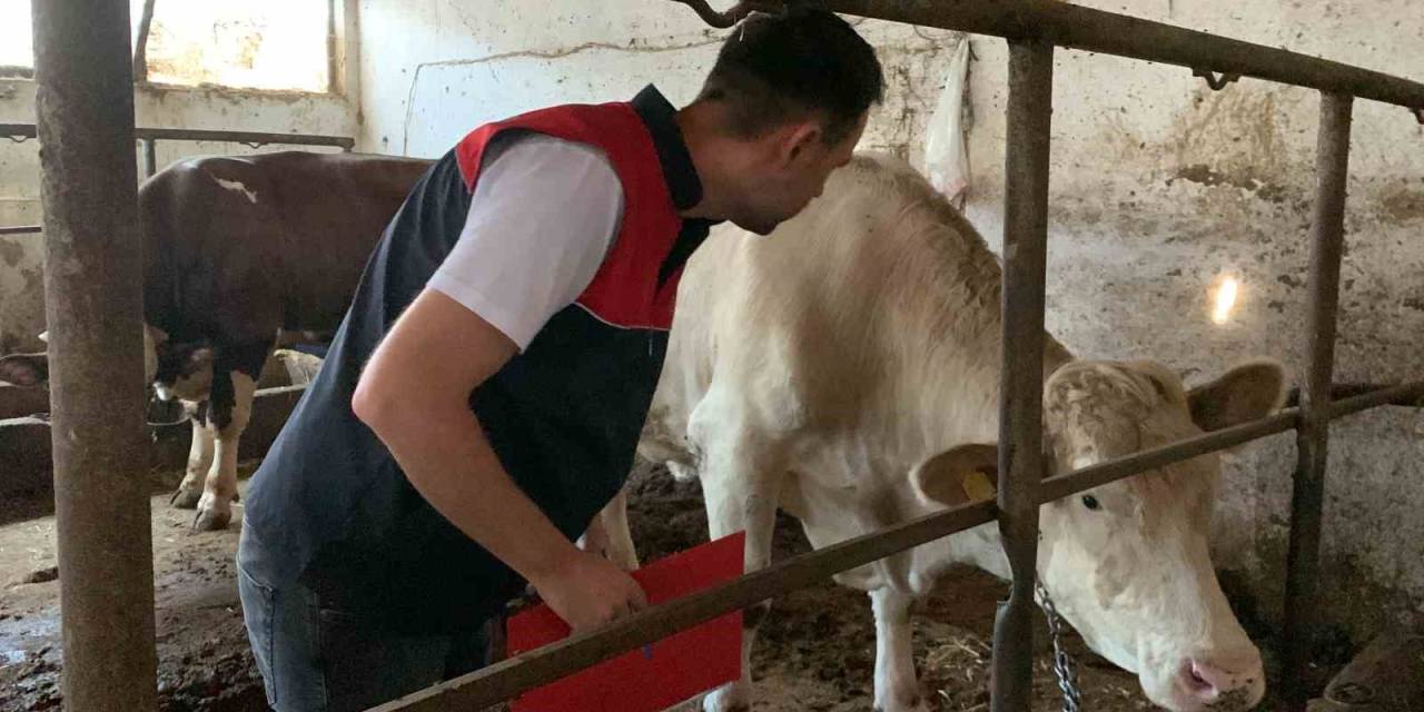 Trakya’da Kurban Kesim Ve Satış Alanlarında Denetleniyor