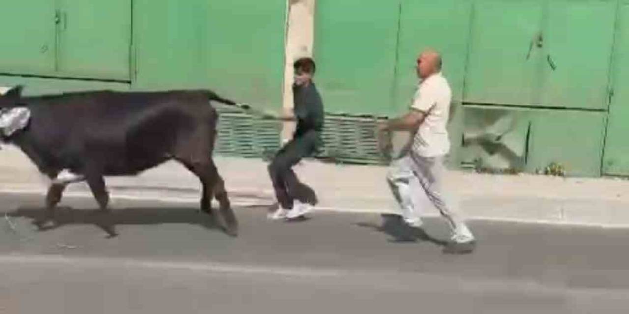 Bursa’da Kaçan Kurbanlıklar Ortalığı Birbirine Kattı