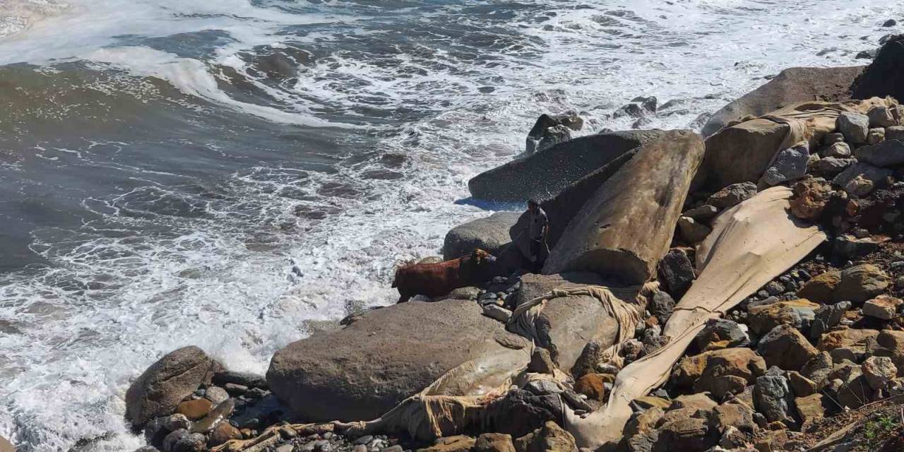Kesilmek Üzereyken Denize Kaçan Boğa İçin Ekipler Seferber Oldu
