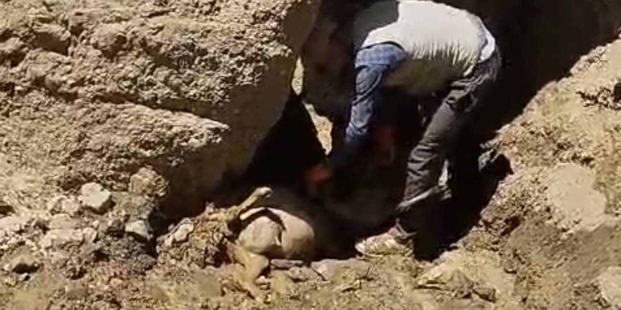 Başkale’de Uçuruma Atlayan 28 Koyun Telef Oldu