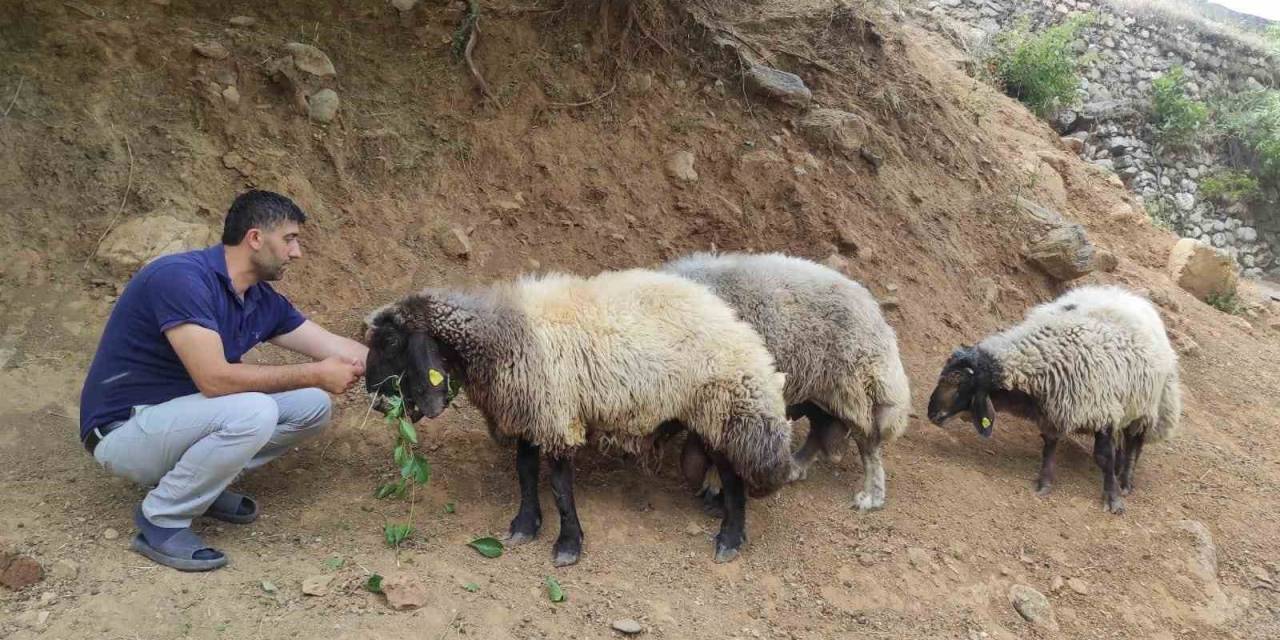 Arefe Gecesi Firar Eden 3 Koç, 20 Kilometre Uzaklıkta Bulundu