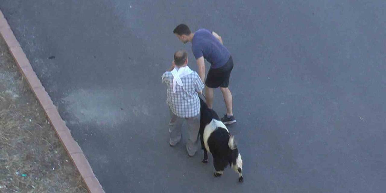 Konya’da Firari Kurbanlık Kovalamaca İle Yakalandı