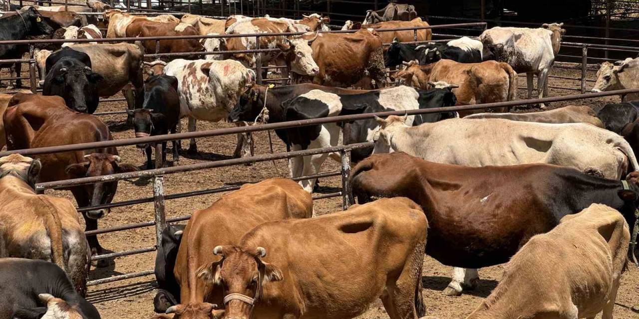 Tdv, 126 Bin İhtiyaç Sahibi Aile İçin Kurbanlıkların Kesimine Başladı