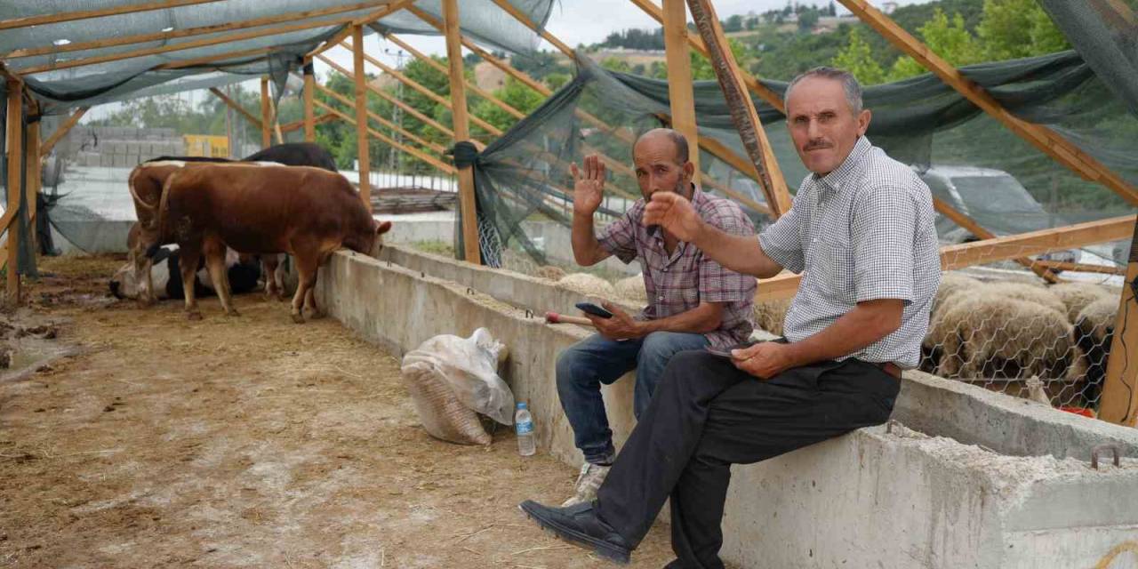 Besiciler Bayramda Da Kurbanlık Mesaisinde