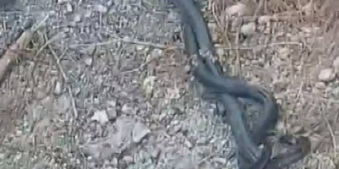 Kara Yılanların Çiftleşme Dansı Kamerada