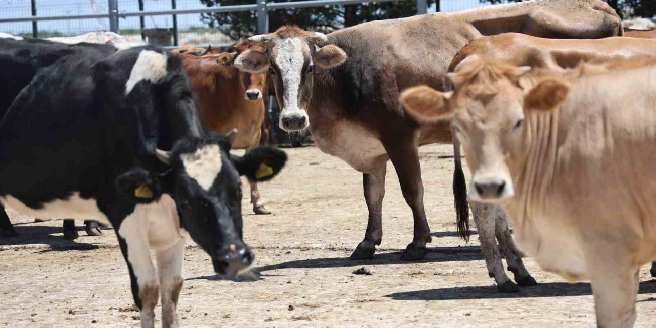 İhtiyaç Sahibi Aileler İçin Kurbanlıkların Kesimine Başlandı