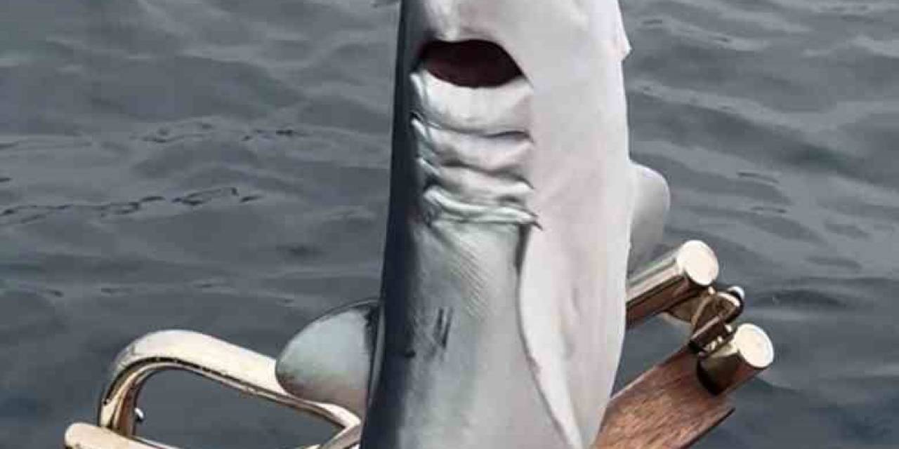 Oltaya Yavru Köpekbalığı Takıldı