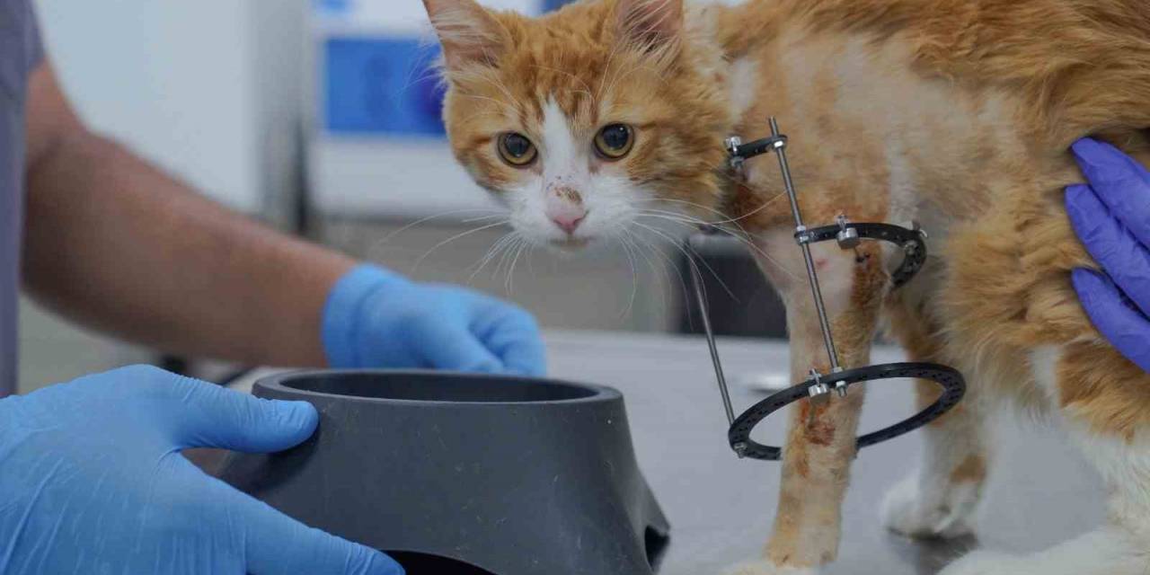 Bacağı Kesilmekten Kurtarılan ’balım’ Kendine Yuva Arıyor