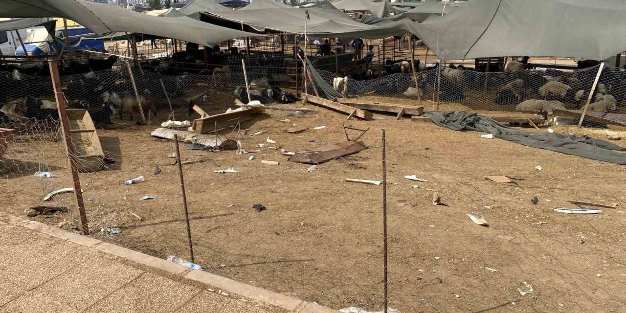 Otomobil Hayvan Pazarına Girdi: 8 Yaralı, 20 Kurbanlık Hayvan Telef Oldu