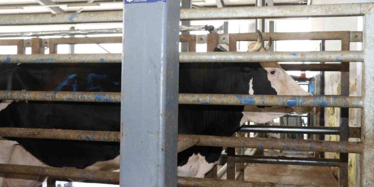 Aman Dikkat: Çevreye Atılan Hayvan Organları Bulaşıcı Hastalığa Neden Oluyor