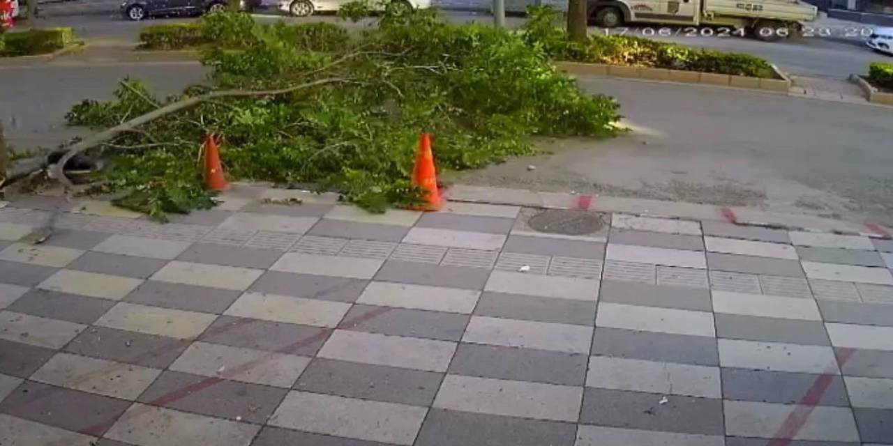 Ağacın Kırılan Dalı Yola Devrildi, Faciadan Dönüldü
