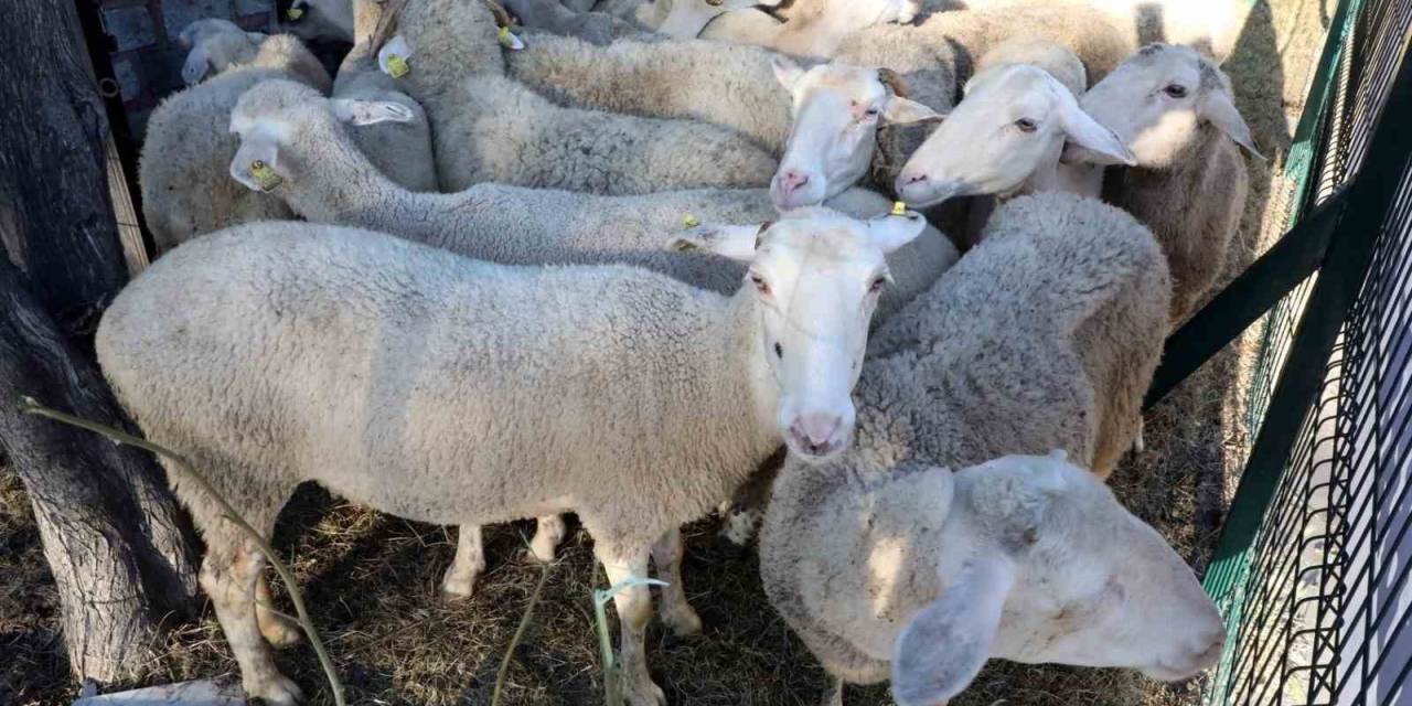 Eyüpsultanlı 55 Şehit İçin Kurban Kesildi