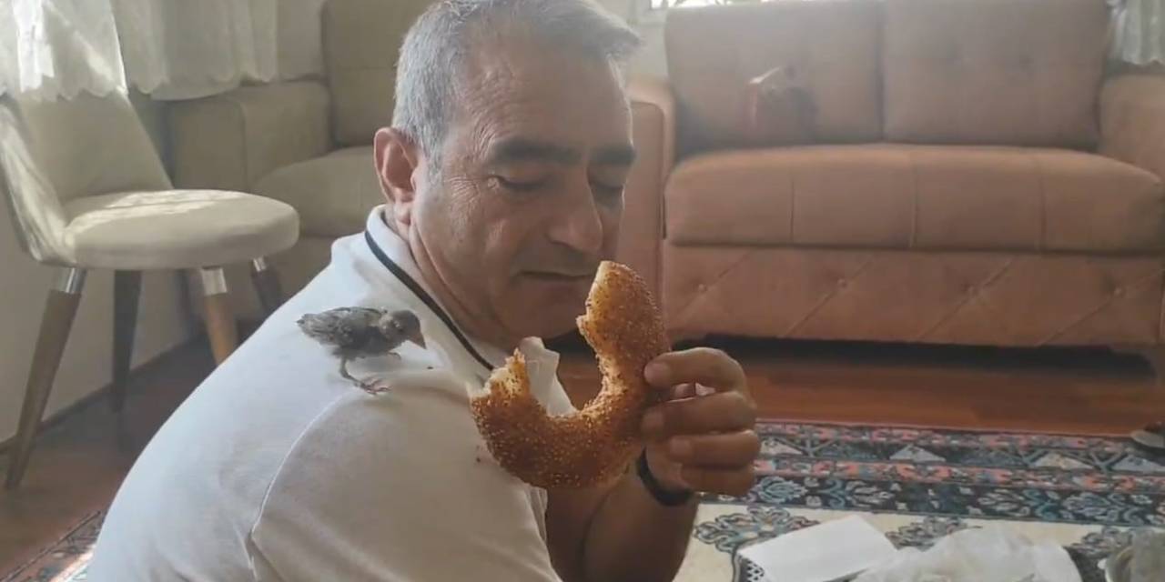 Pencereden Giren Serçe Evi Terk Etmiyor