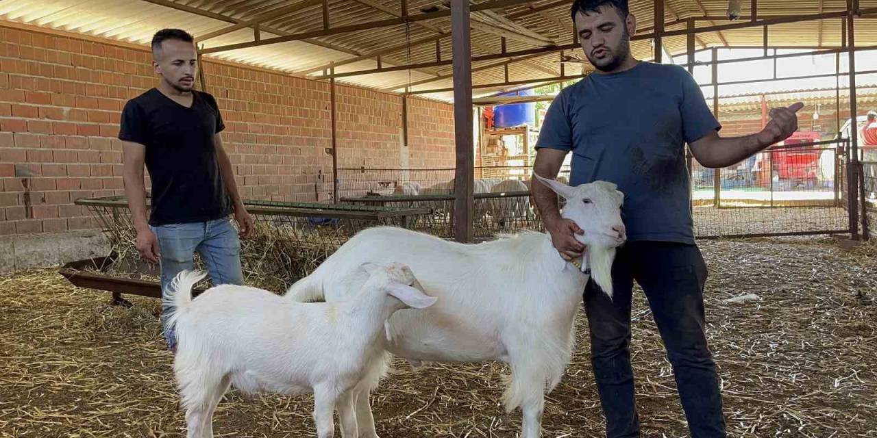 Yetenekli Keçi 3 Kişinin İşini Tek Başına Yapıyor