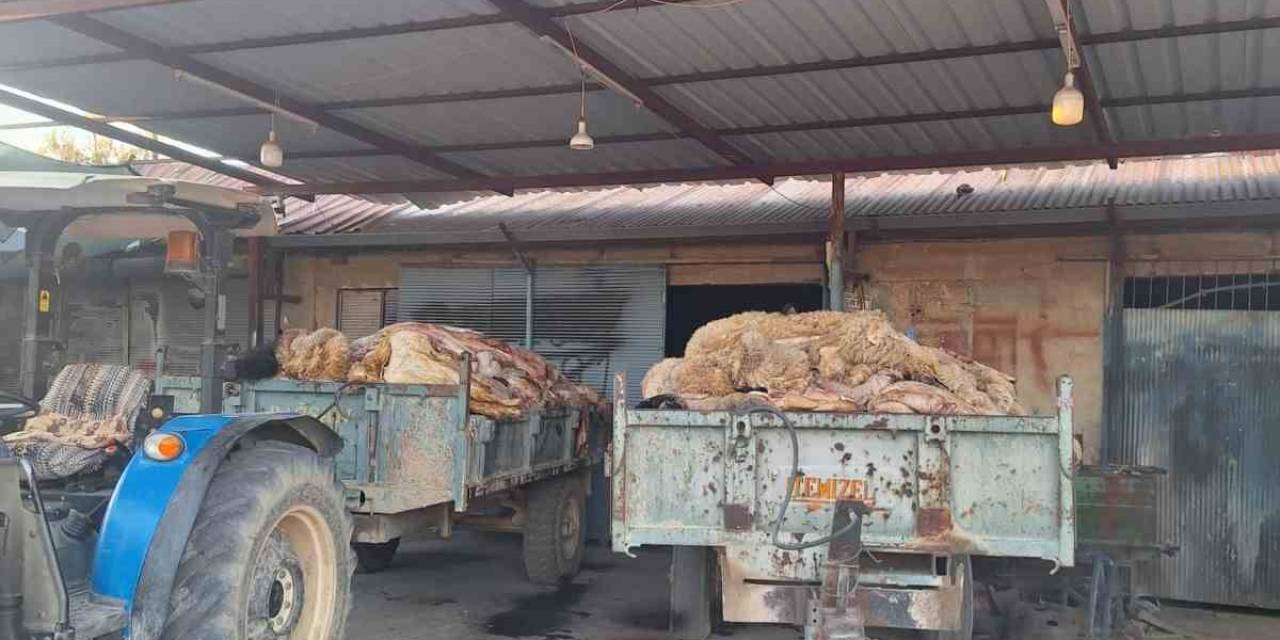 Tüccarın Almadığı Deriler Elde Kaldı