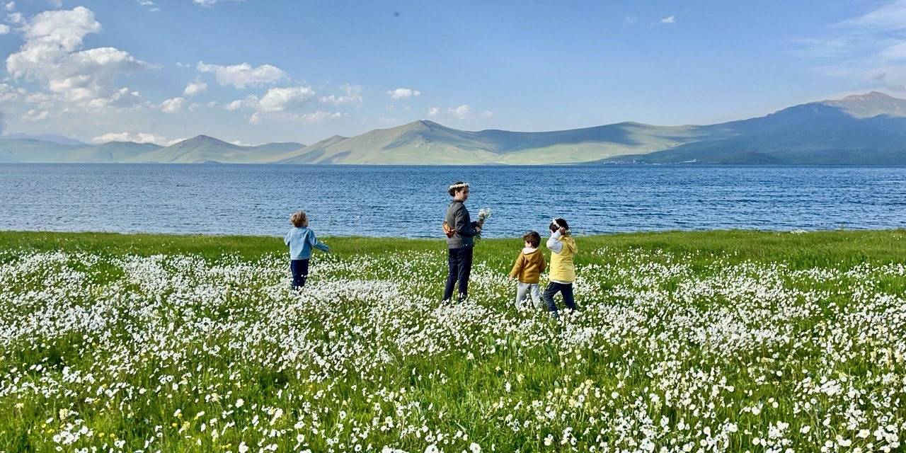 Bembeyaz Papatya Tarlası Fotoğrafçıların Gözdesi