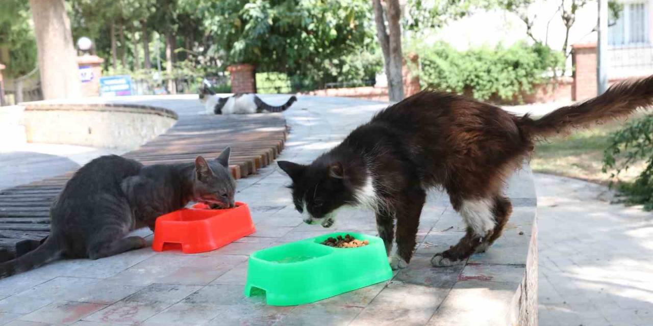 Bayraklı’da Can Dostlar İçin ‘Bir Kap Su’ Çağrısı