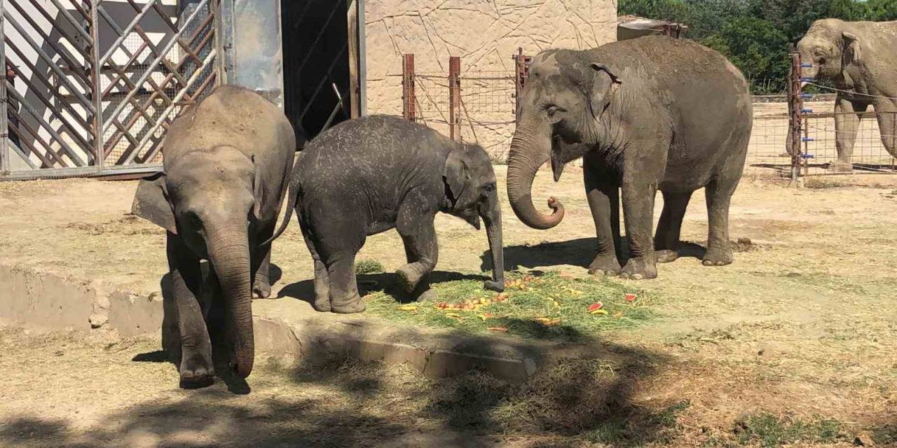 Fil Ege’ye 3’üncü Yaş Kutlaması