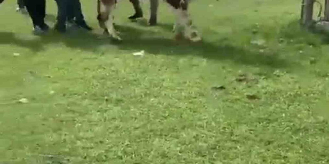 İpini Koparan Boğa Dehşet Saçtı