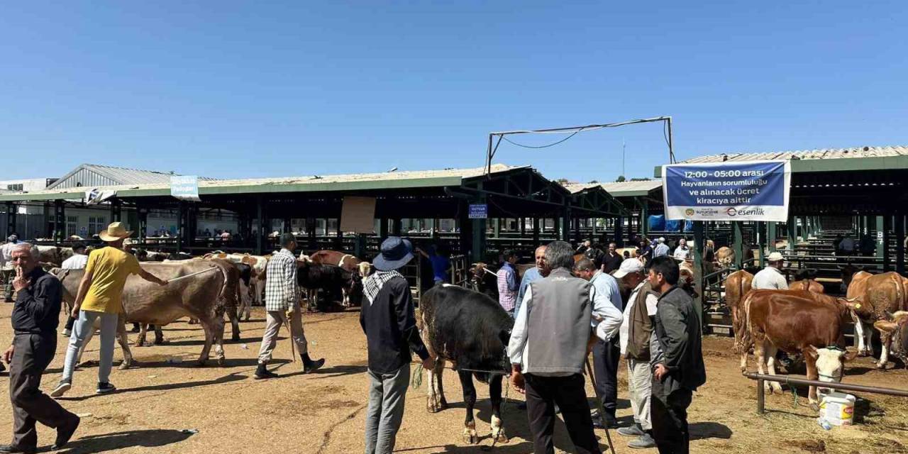 Kurbanlık Keçisini Dolandırıcılara Kaptıran Yetiştiricinin İmdadına Polis Yetişti