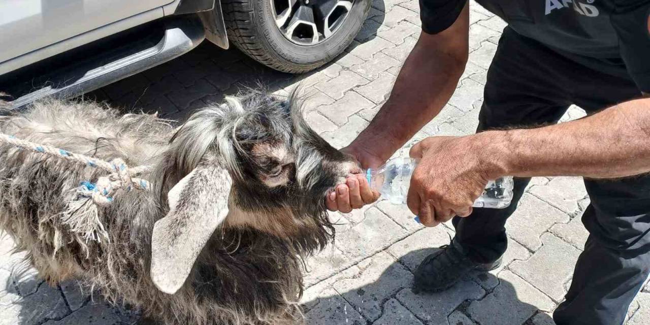 Kayalıklarda Mahsur Kalan Kurbanlık Keçiyi Afad Ekipleri Kurtardı