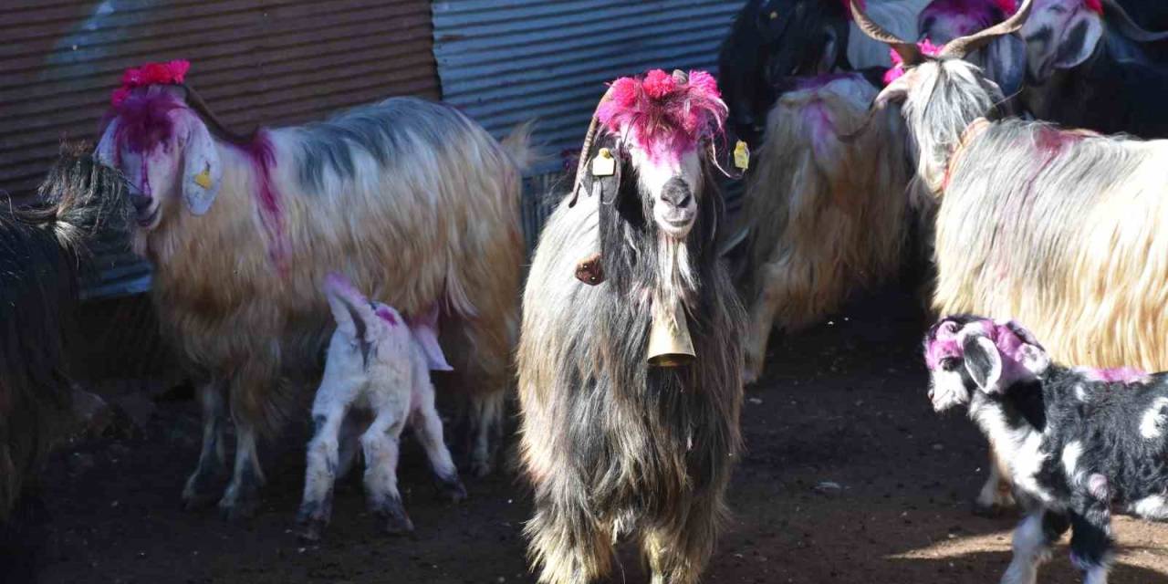 117 Yıldır Devam Eden Gelenek: Gelin Gibi Süslenen Hayvanları İle Göçe Başladılar