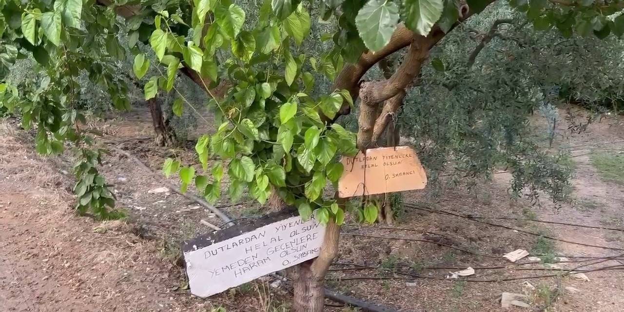 Bu Ağaçtan Dut Yemek Helal