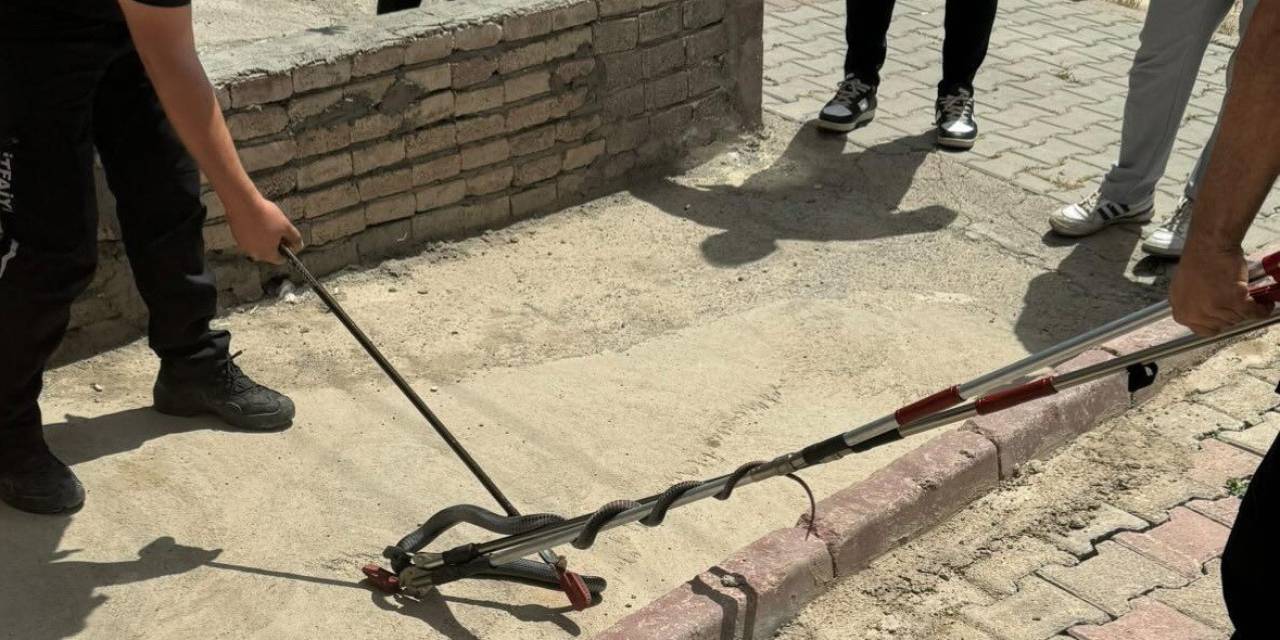Asansöre Girmeye Çalışan Yılan Yakalandı