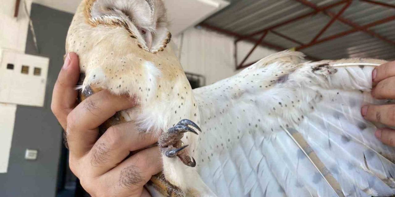 Türkiye’de Nadir Görülen Peçeli Baykuş, Antalya’da Evin Bahçesinde Bulundu