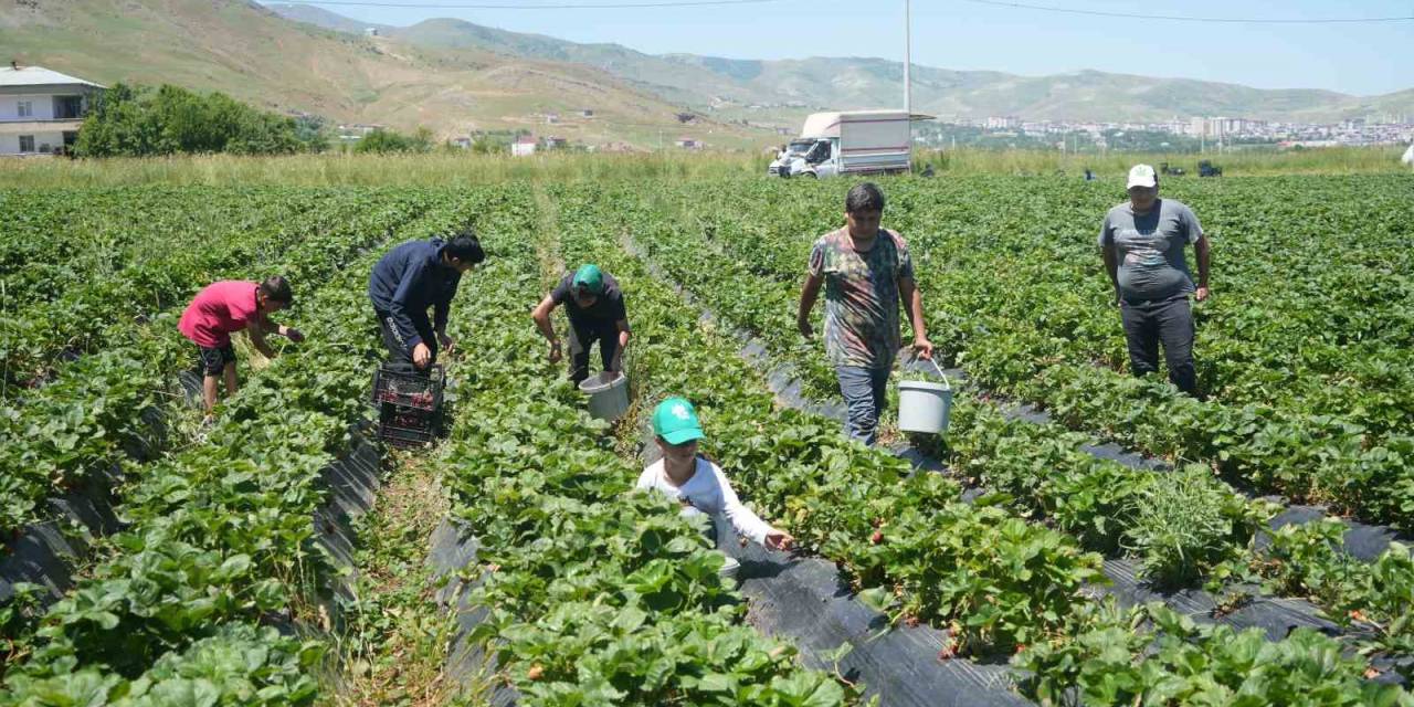 İlk Hasattan 1,5 Milyon Tl Ekonomiye Katkı Sağlandı