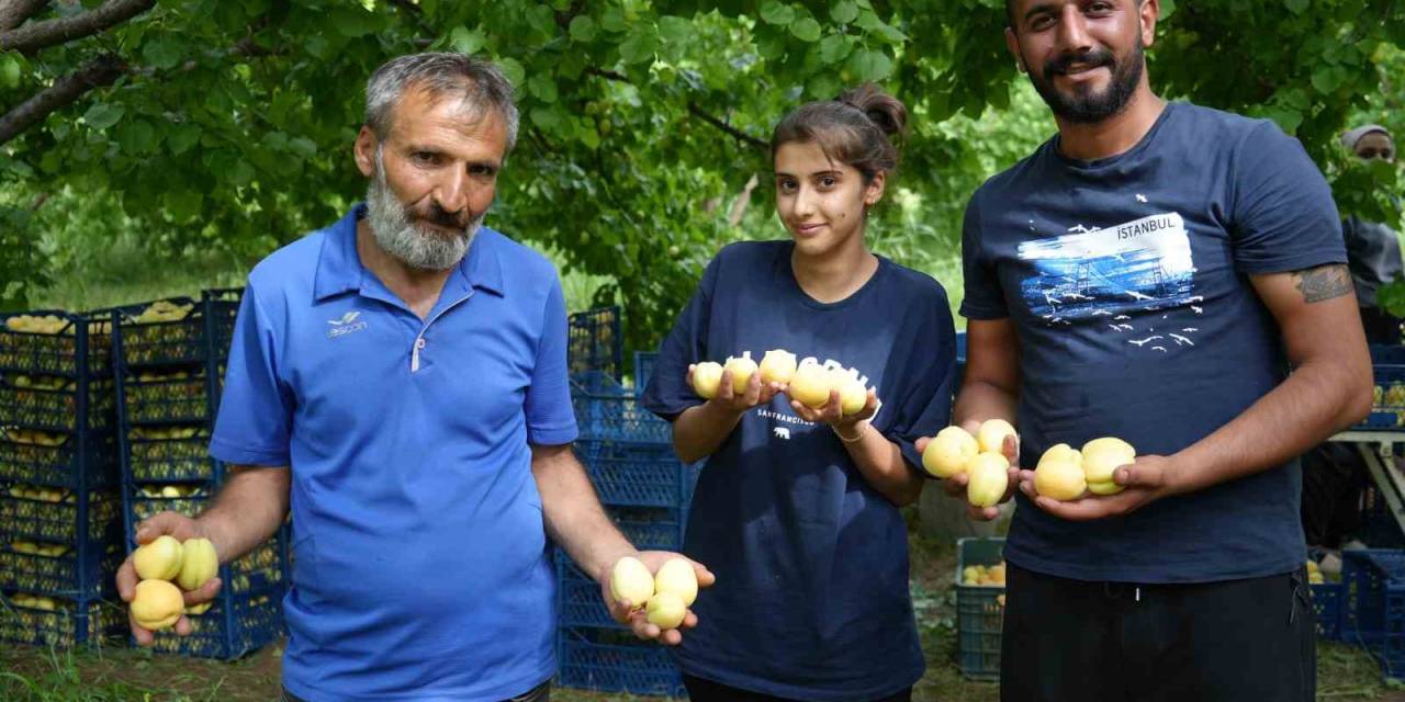 Doğu’nun Çukurova’sı Iğdır’da ’sarı Altın’ Hasadı Başladı