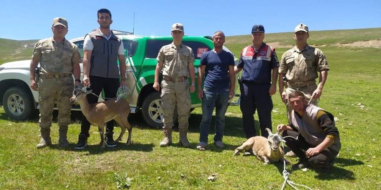 Iğdır’da Yaralı Yaban Keçileri Koruma Altına Alındı