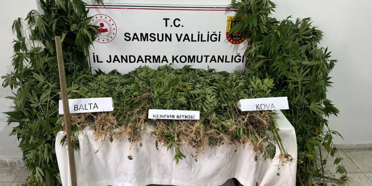 Jandarmadan Yasadışı Kenevir Ekimi Yapan Şahsa Gözaltı