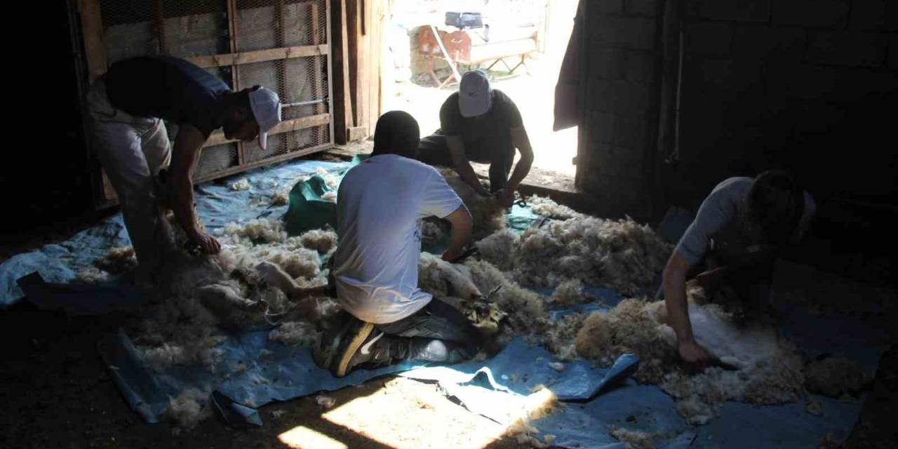 Yaylalarda Koyun Kırkma Zamanı