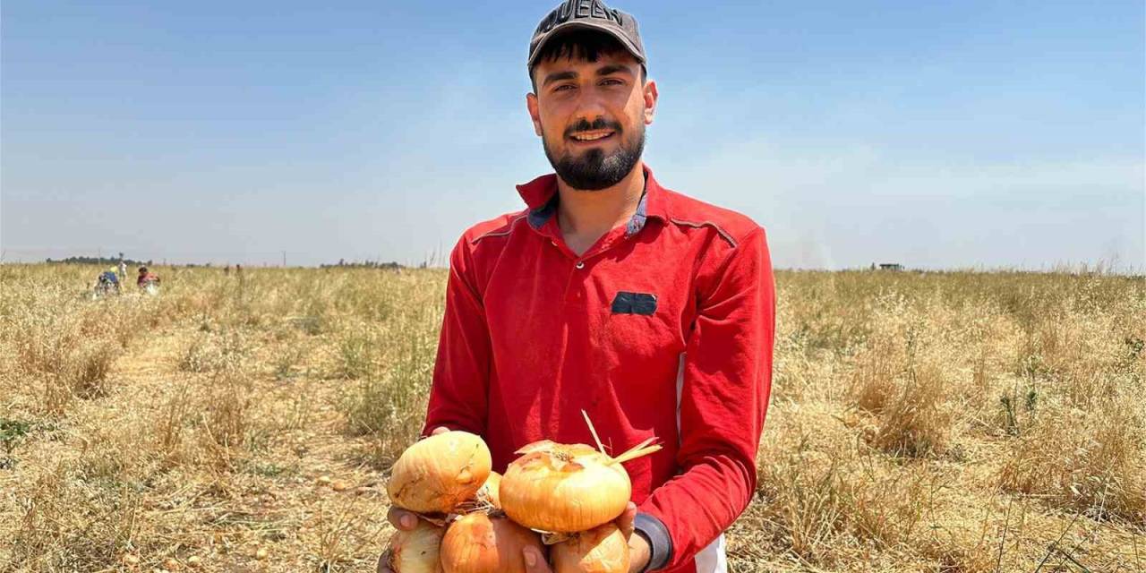 Satamadığı Soğanı Hayrına Dağıttı, Yüzlerce Kişi Tarlaya Akın Etti