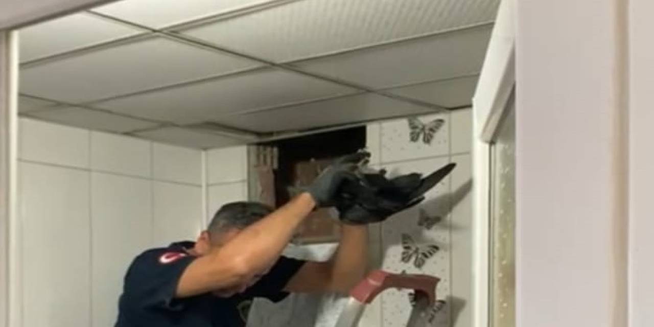 Havalandırma Boşluğuna Düşen Kuş Kurtarıldı
